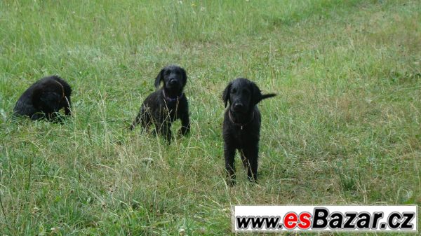 Flat coated retriver s PP černý klu