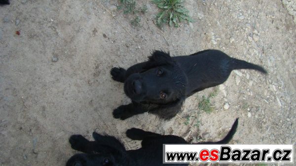 Flat coated retriver s PP černý klu Flat coated retriver s PP černý klu