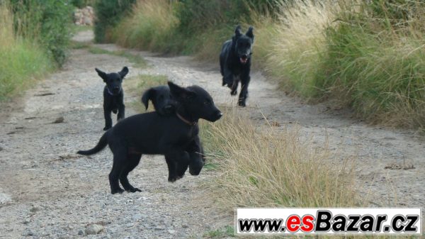 Flat coated retriver s PP černý klu Flat coated retriver s PP černý klu