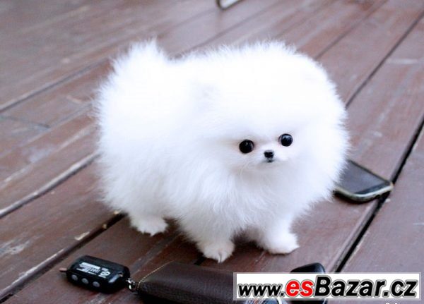 3-trpaslici-spic-pomeranian-s-pp