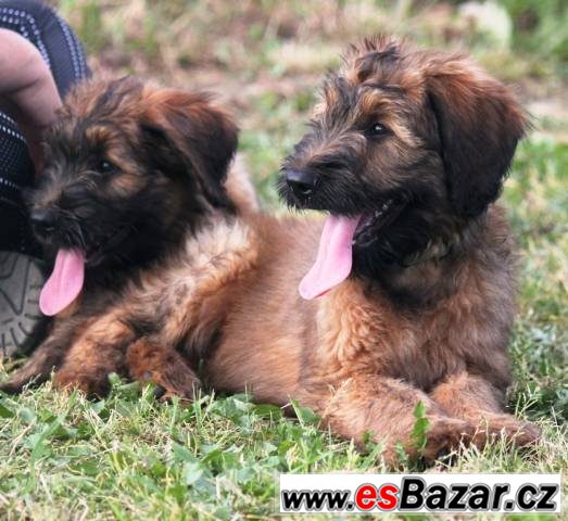 briard-plava-stenata