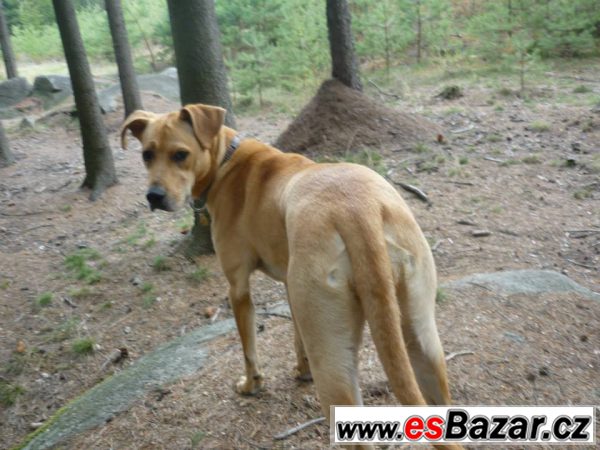 Fenka Rhodenský ridgeback ke krytí