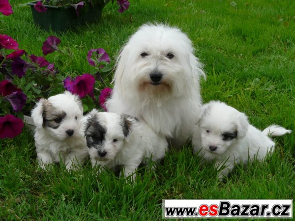 Coton de Tulear s PP