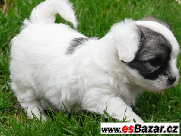 Coton de Tulear s PP