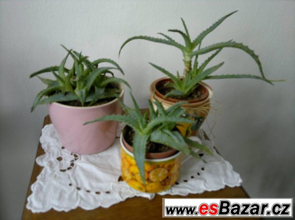 Aloe léčivá