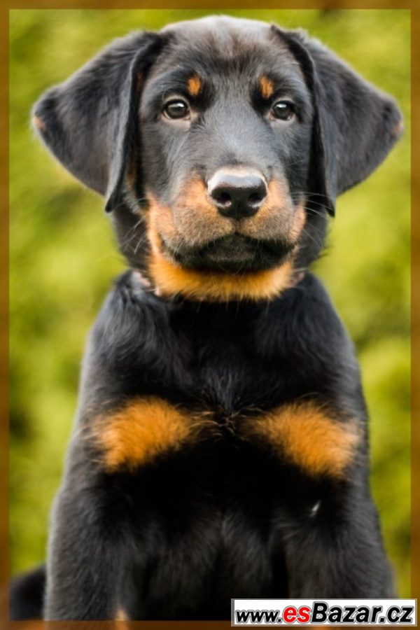 beauceron-stenatka-s-pp