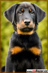 Beauceron - štěňátka s PP