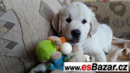 Prodám štěně golden retrievra