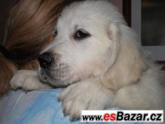 Zlatý retriever - nádherná štěňátka s PP