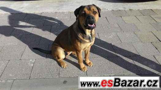 americky-bandog-hledame-psa-ke-kryti