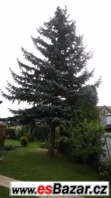 Stříbrný smrk