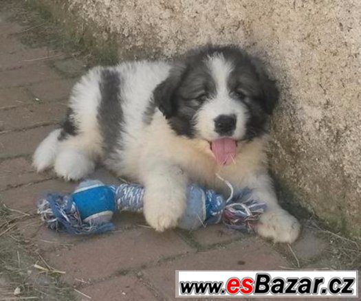 Pyrenejský mastin Pyrenejský mastin