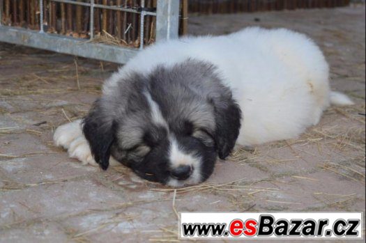 Pyrenejský mastin Pyrenejský mastin