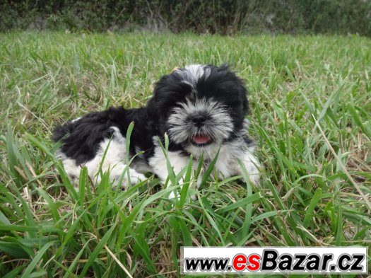 prodam-shih-tzu