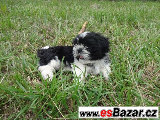 Prodám Shih-tzu Prodám Shih-tzu