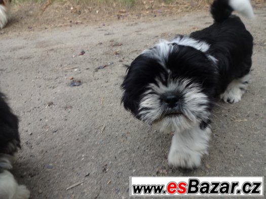 Prodám Shih-tzu Prodám Shih-tzu