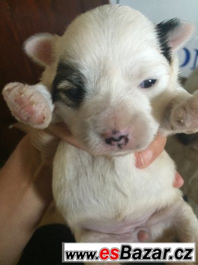 Coton de tulear