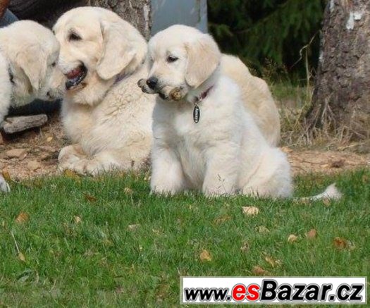 stenatka-zlaty-retriever-golden-retriever-s-pp