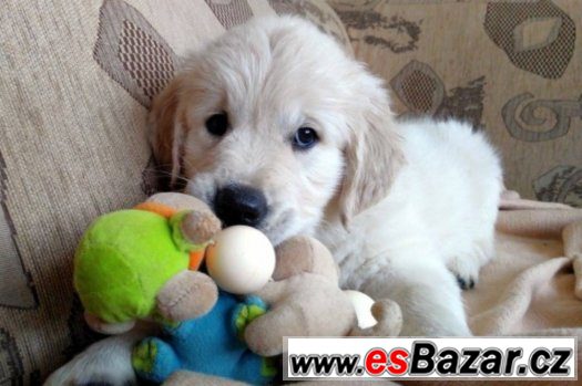 Štěňátka -Zlatý retriever, Golden retriever -s PP