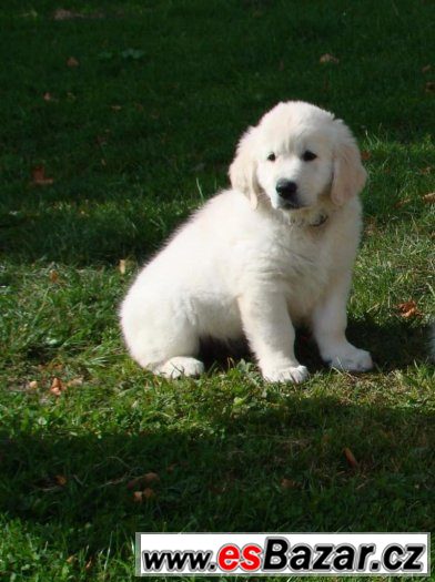 Štěňátka -Zlatý retriever, Golden retriever -s PP