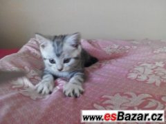 Whiskas koťata