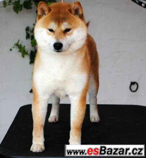 Shiba ini s PP