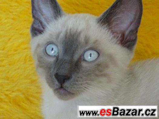 Prodej siamského koťátka - kocourek