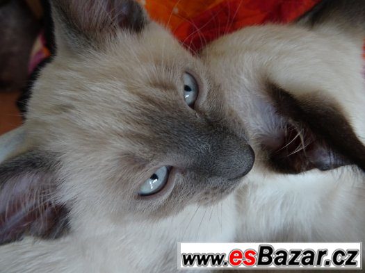 Prodej siamského koťátka - kocourek