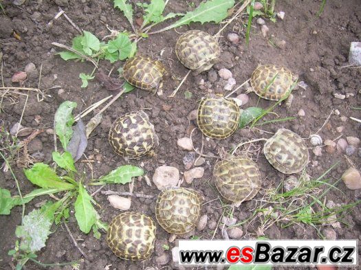 Testudo horsfieldi - želva stepní