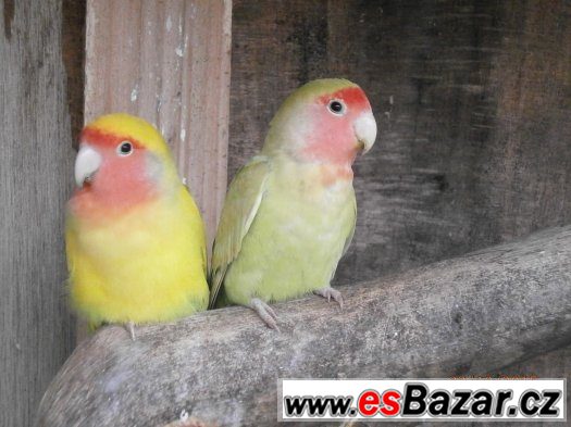 agapornis-ruzohrdly
