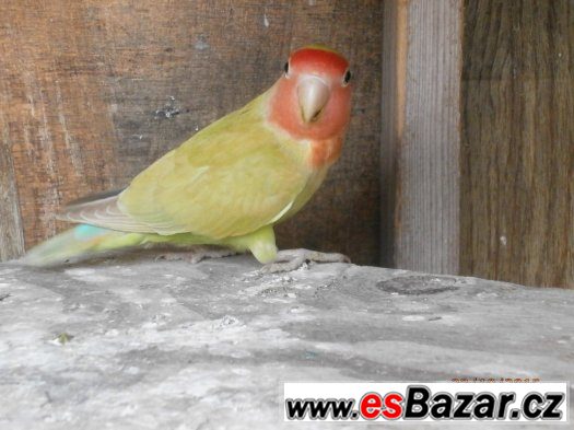 agapornis ruzohrdly agapornis ruzohrdly