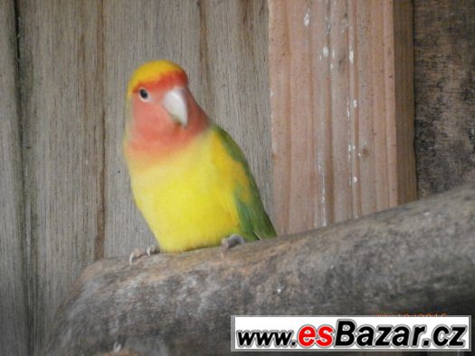 agapornis ruzohrdly agapornis ruzohrdly