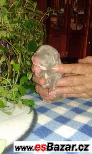 Pět štěňátek čivavy krátkosrsté Pět štěňátek čivavy krátkosrsté