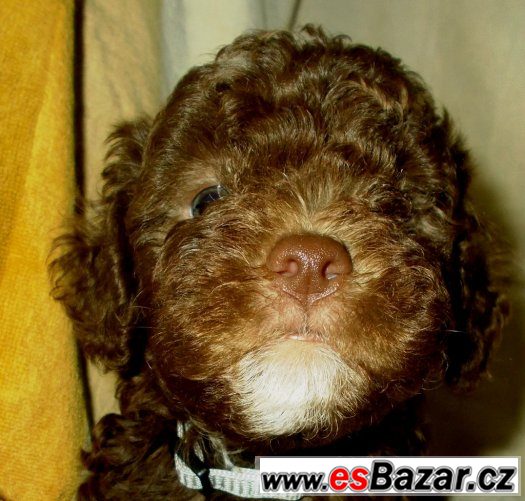 LAGOTTO ROMAGNOLO - ITALSKÝ VODNÍ PES