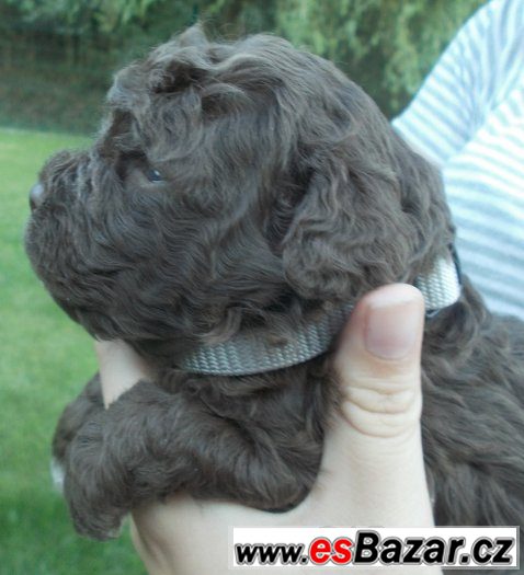 LAGOTTO ROMAGNOLO - ITALSKÝ VODNÍ PES