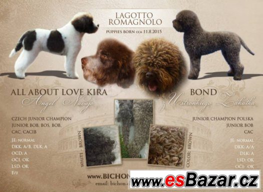 LAGOTTO ROMAGNOLO - ITALSKÝ VODNÍ PES