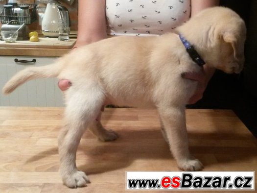 Labrador - štěně Labrador - štěně