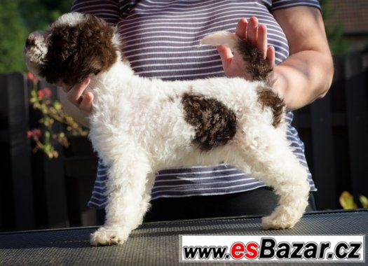 lagotto-romagnolo-velmi-levne