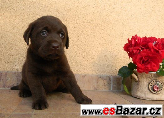 čokoládové štěně labradorského retrievera s PP