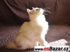 Kurilský bobtail s PP
