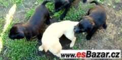 Kříženci labradora