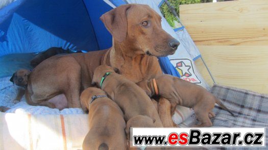 rhodesky-ridgeback-nektera-stenatka-jeste-volna