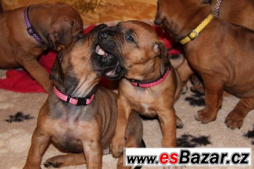 rhodesky-ridgeback-stenatka-s-pp