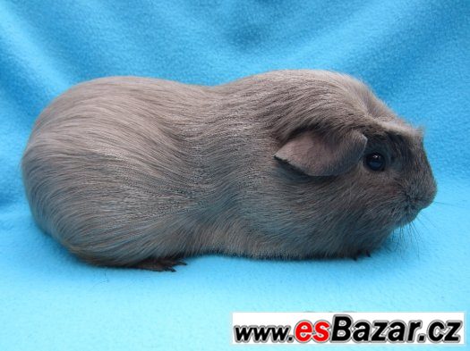morce-crested-krasni-kluci