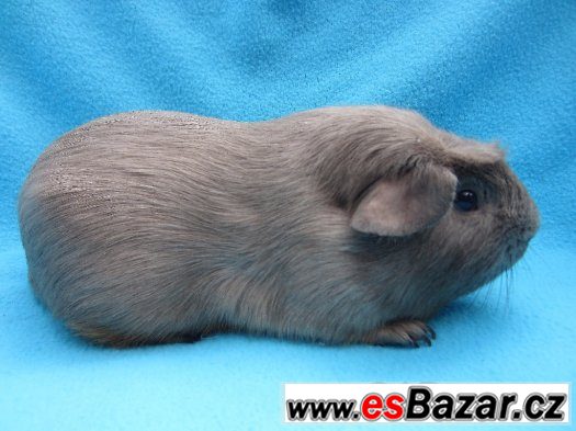 Morče crested - krásní kluci Morče crested - krásní kluci