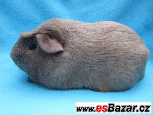 Morče crested - krásní kluci Morče crested - krásní kluci