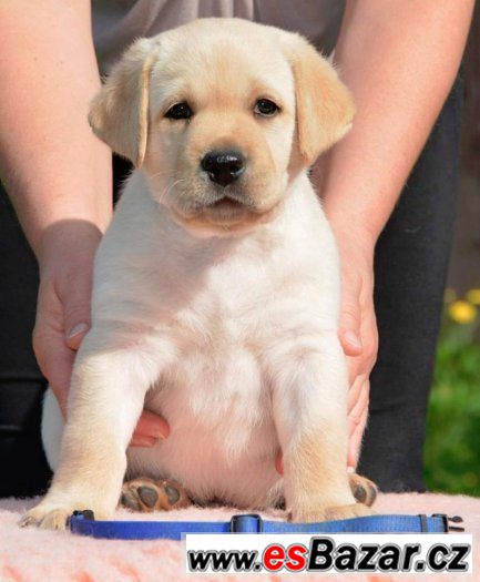 Štěňátko Labradorského retrievera