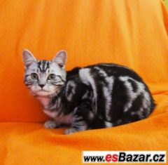 Britský kocourek "Whiskas"