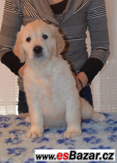 Zlatý retriever - pejsci s PP k odběru Zlatý retriever - pejsci s PP k odběru