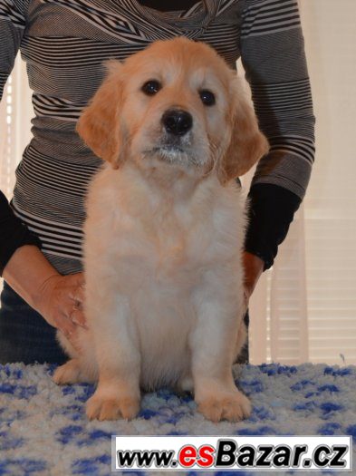 Zlatý retriever - pejsci s PP k odběru Zlatý retriever - pejsci s PP k odběru